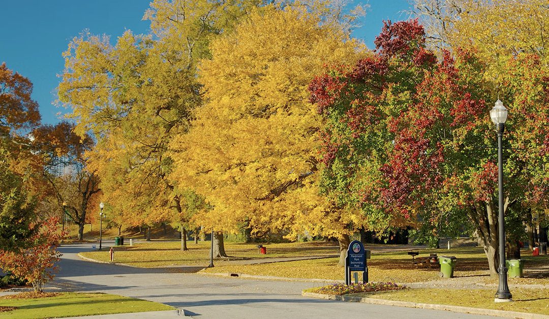 Leaf Blowing Concerns