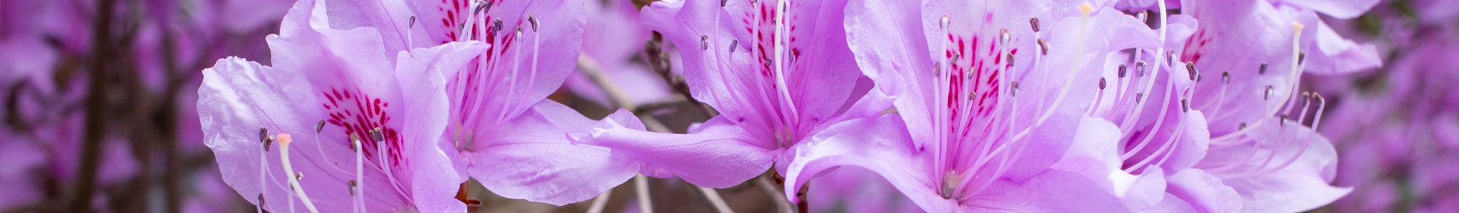 azaleas300